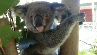 Miss Rara is in Australia, Part 2 Endangered Animals