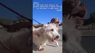 Video preview image #1 Boston Terrier-Unknown Mix Puppy For Sale in Huntington Beach, CA, USA