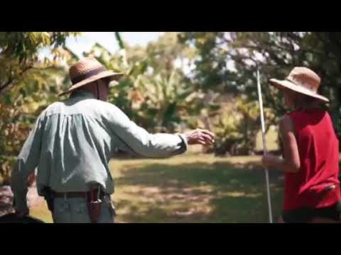 Lychee Harvesting