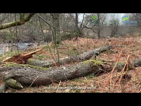 Habitat Condition Assessment Guidance Woodland and Trees