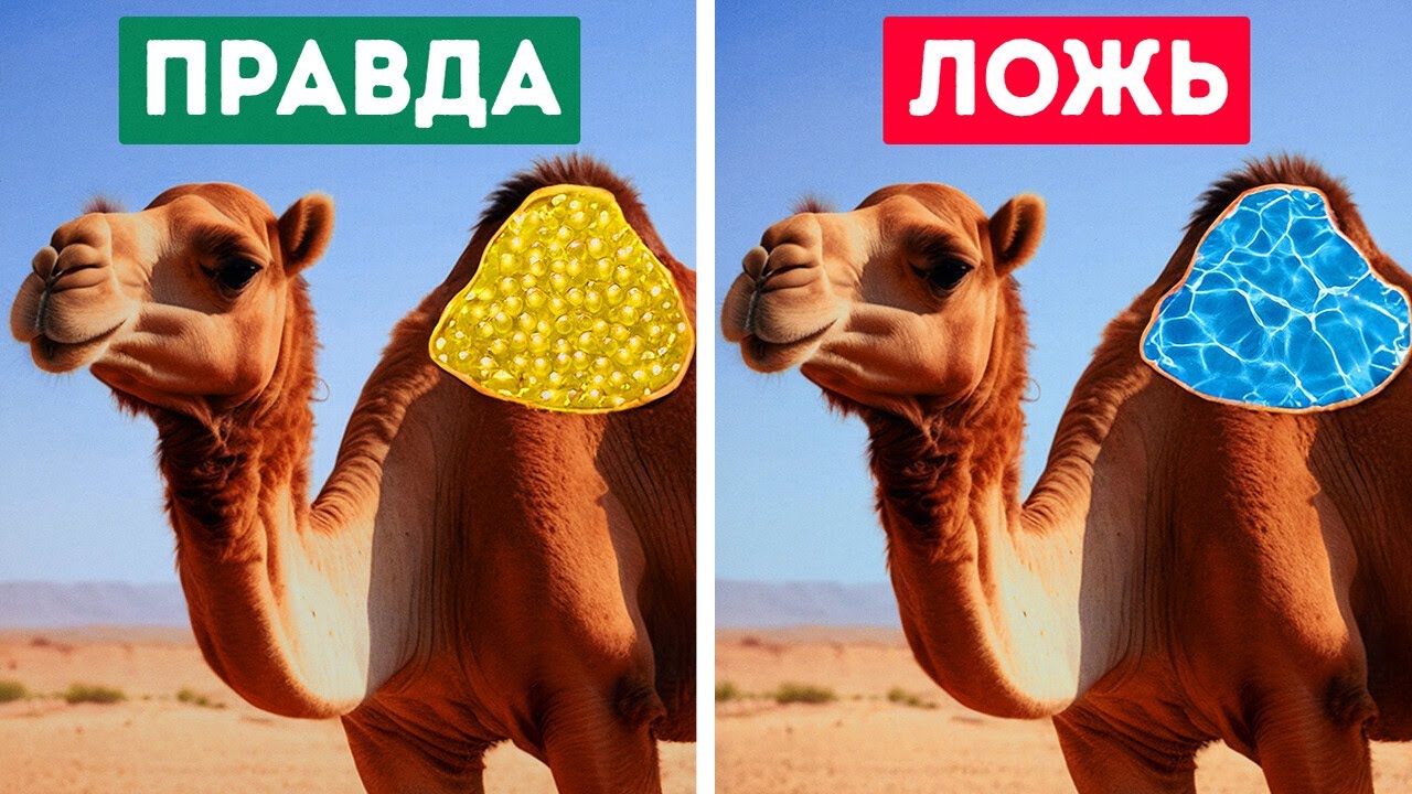 50+ Фактов о Животных, О Которых Молчали на Уроках Биологии! 😱