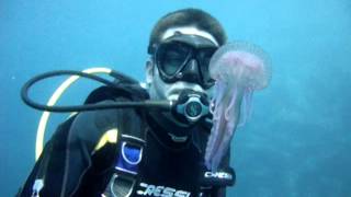 preview picture of video 'Buceo en Tabaiba (Tenerife) - Medusas'
