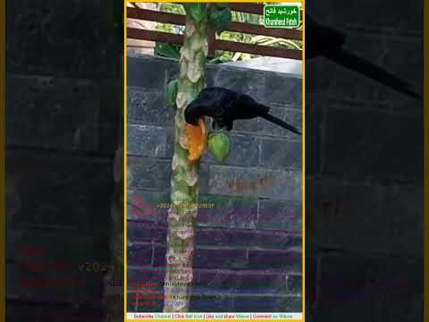 A cuckoo is eating fresh papaya from a tree || v20241024Th0929z5P