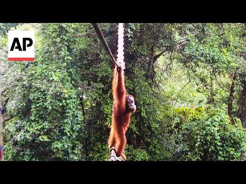Camera shows Sumatra orangutan using canopy bridge to cross road in Indonesia