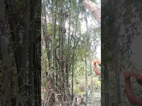 Bamboo cutting