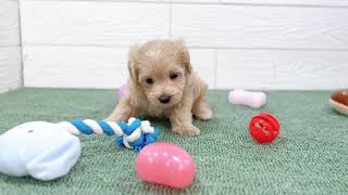 ハーフ犬の動画01