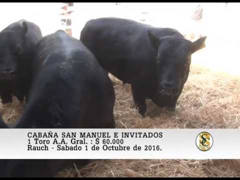 01-10-16 Venta de Toros - Cabaña San Manuel e Invitados - Rauch.
