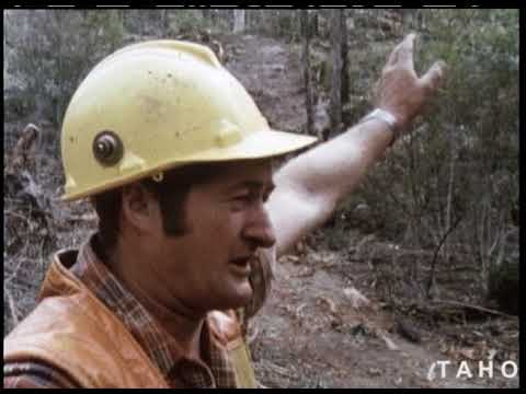 Cover image for Film - Fools Rush In aka Logging - film about safe working practices in loading and unloading hardwood logs, juxtaposing the pitfalls of a logging crew who ignore safe handling techniques with a crew who get things done the right way. Copyright TAHO