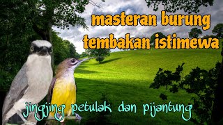 Download lagu Masteran burung istimewa jingjing petulak dan pijantung pisang 🔥🔥 mp3