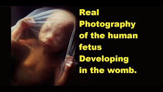 Real Photography of the human fetus growing in the womb.(Part 1)