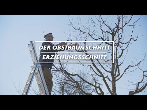 Der Obstbaumschnitt - Erziehungsschnitt