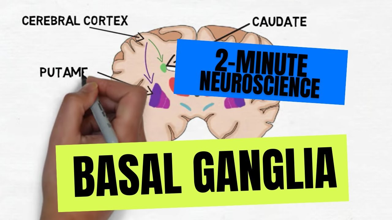 2-Minute Neuroscience: Basal Ganglia