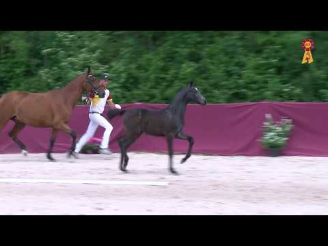 Fohlen von Cornet Obolensky x Concetto