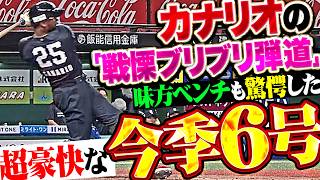 【戦慄ブリブリ弾道】カナリオ『完璧スイングからの超弾丸ライナー!! 味方ベンチも驚愕した今季6号!!』