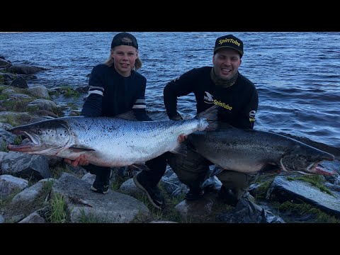 Uskomaton lohipäivä - Lohenkalastus - Tornionjoki - Matkakoski - Merilohi - Spinfluga - Putkiperho