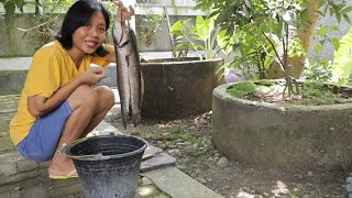 Download lagu Gather here!! This big snakehead fish is a blessing from Mr. Dhe@trimabae mp3 Download lagu Gather here!! This big snakehead fish is a blessing from Mr. Dhe@trimabae mp3