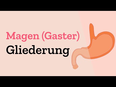 Anatomische Gliederung des Magens - Erklärung & Unterteilung mit Magenkörper / Incisura angularis