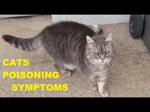 Cat Poisoning Symptoms