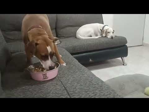 Documental Inu,Alpha,Phebe