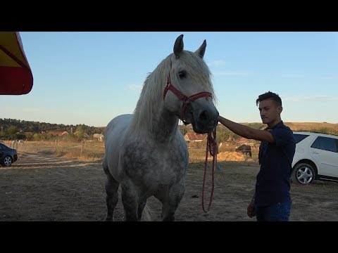 Caii lui Nicu Carlie de la Bogei, Bihor - Cu Nea' Costel in vizita - 2019 Nou !!!