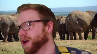 Barbe Rousse - Elephants Don&#39;t Suddenly Disappear
