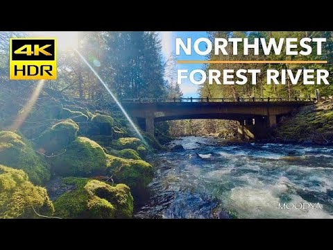 4K HDR TV Content * Northwest Forest River Nature Video with Beautiful Sound and Music