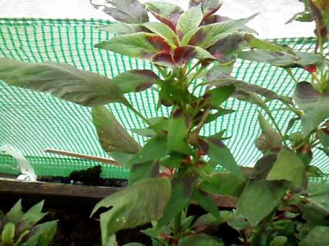 download lagu mp3 mp4 Cucumelons, download lagu Cucumelons gratis, unduh video klip Cucumelons