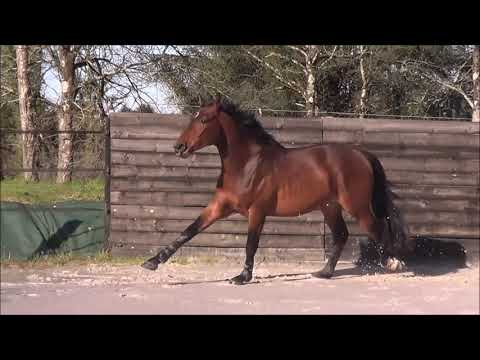 Nachosallco (Casallco)