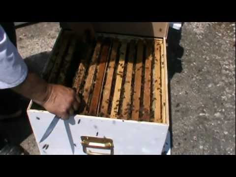 Apicultura practica - Dupa 3 zile am revizitat Bio Stupul unde am facut simularea iernatului