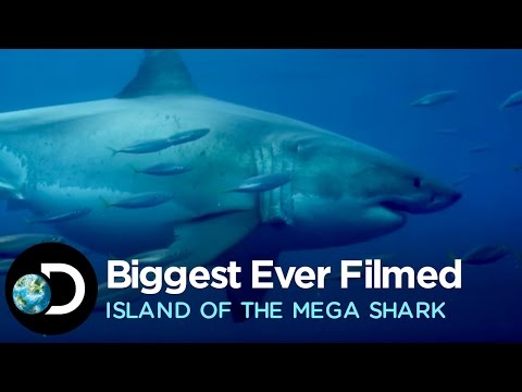 download lagu mp3 mp4 Mega Shark, download lagu Mega Shark gratis, unduh video klip Mega Shark