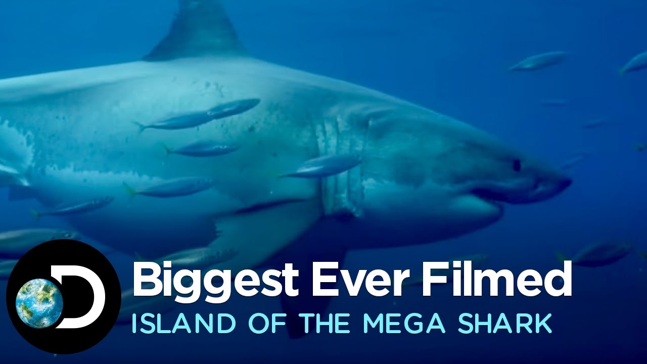 The Biggest Great White Ever Filmed | Island of the Mega Shark