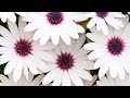Peaceful music, Relaxing music, "Flowers for the Heart" by Tim Janis