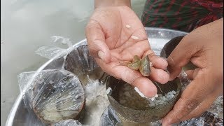 Unique Tiny Fish Trapping System – Too Small Fish Catching In Coconut Shells From Sub River