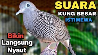 Download lagu Perkutut Lokal Gacor Suara Kung Besar Pancingan Burung Perkutut Agar Bunyi. mp3 Download lagu Perkutut Lokal Gacor Suara Kung Besar Pancingan Burung Perkutut Agar Bunyi. mp3