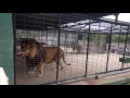 Space Farm Zoo: Feeding The Lions