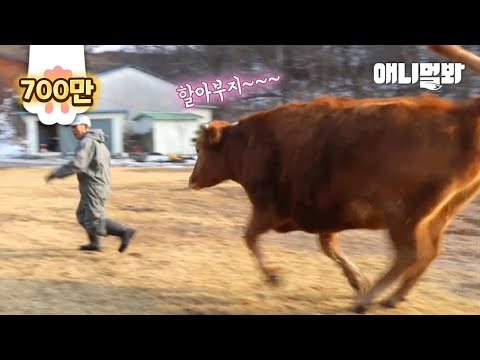 죽어가는 어린 송아지를 살려줬습니다. 그리고 2년 후ㅣI Saved A Calf Who Was Nearly Dying. And Two Years Later