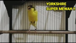 Download lagu best canary singing , canary singing champion , canary singing training , canary singing contest !! mp3 Download lagu best canary singing , canary singing champion , canary singing training , canary singing contest !! mp3