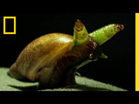 寄生虫に感染したアリは長生きする