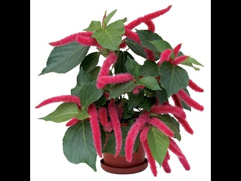 image-Is a chenille plant poisonous?