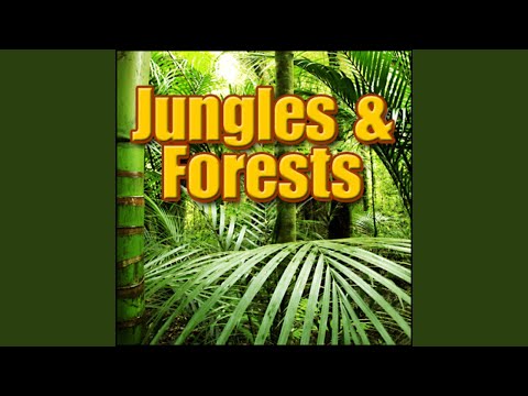 Brazil, Jungle - Brazil: Amazon Jungle: Afternoon Ambience: Birds, Insects, Flies, Foreign...