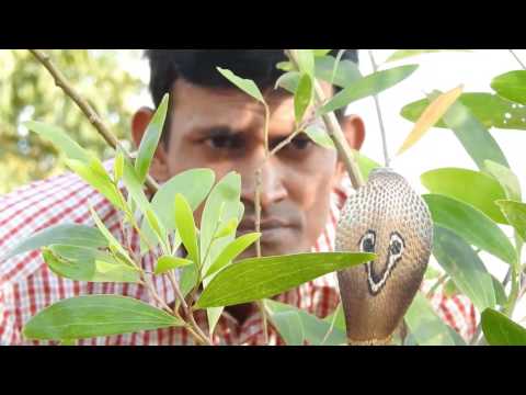 Sarpa mitra Anand Chitti