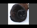 Kittens in the Snow