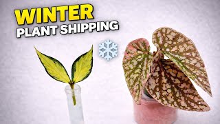 How I Pack & Ship Delicate Plants | Winter Etsy Plant Shipping with Heat Packs