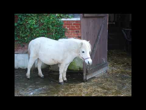 KopophobiA & Shrinkhead - White Pony (200 bpm)