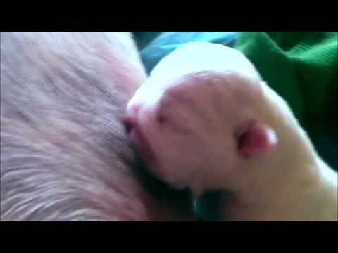 , CH  GIB, SP MELJANE  KING WILLIAM & GENGISBULLS ZAKIA AT VOX POPULI