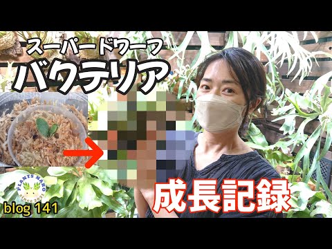ドワーフレディのマント 植物