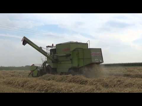 Landb. Verstraete - Thieulain