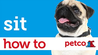 How to Train Your Dog to Sit (Petco)