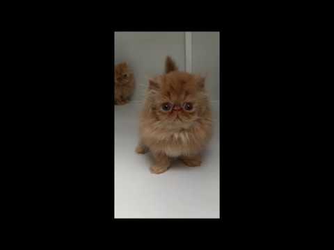 Maggie's Red Kitten - 11/15/18