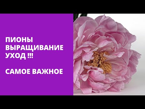 Пион уклоняющийся: целебные свойства и применение